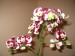 Orchidea.jpg