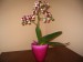 Moja orchidea.jpg