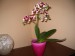 Orchidea (2).jpg