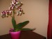 Orchidea (3).jpg