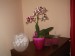 Moja orchidea... 195.jpg